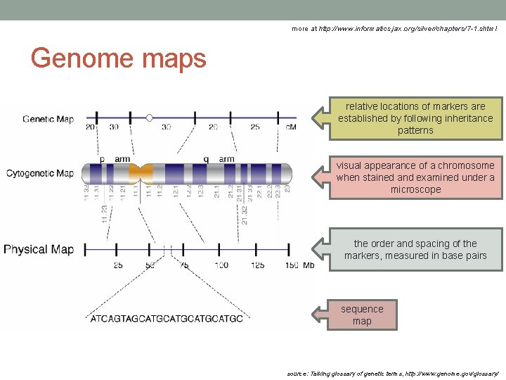more at http: //www. informatics. jax. org/silver/chapters/7 -1. shtml Genome maps relative locations of