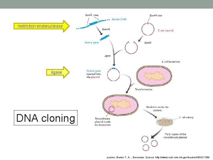 restriction endonuclease ligase DNA cloning source: Brown T. A. , Genomes. 2 nd ed.