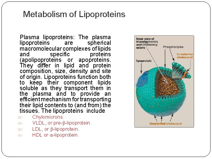 Metabolism of Lipoproteins Plasma lipoproteins: The plasma lipoproteins are spherical macromolecular complexes of lipids