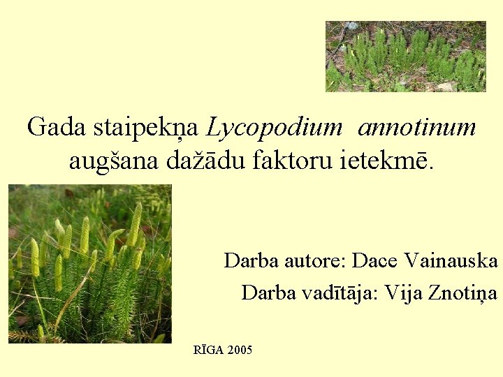 Gada staipekņa Lycopodium annotinum augšana dažādu faktoru ietekmē. Darba autore: Dace Vainauska Darba vadītāja: