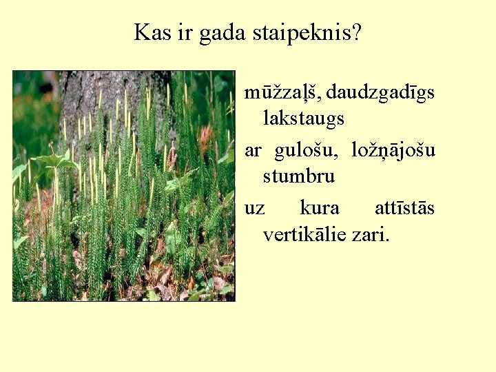 Kas ir gada staipeknis? mūžzaļš, daudzgadīgs lakstaugs ar gulošu, ložņājošu stumbru uz kura attīstās