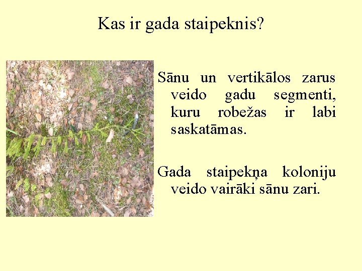 Kas ir gada staipeknis? Sānu un vertikālos zarus veido gadu segmenti, kuru robežas ir