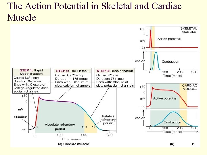 The Action Potential in Skeletal and Cardiac Muscle 11 
