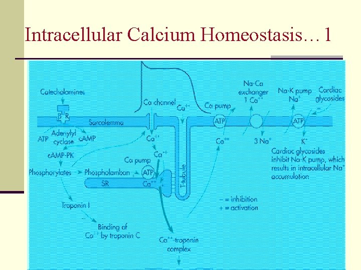 Intracellular Calcium Homeostasis… 1 17 