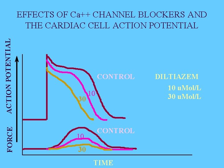 FORCE ACTION POTENTIAL EFFECTS OF Ca++ CHANNEL BLOCKERS AND THE CARDIAC CELL ACTION POTENTIAL