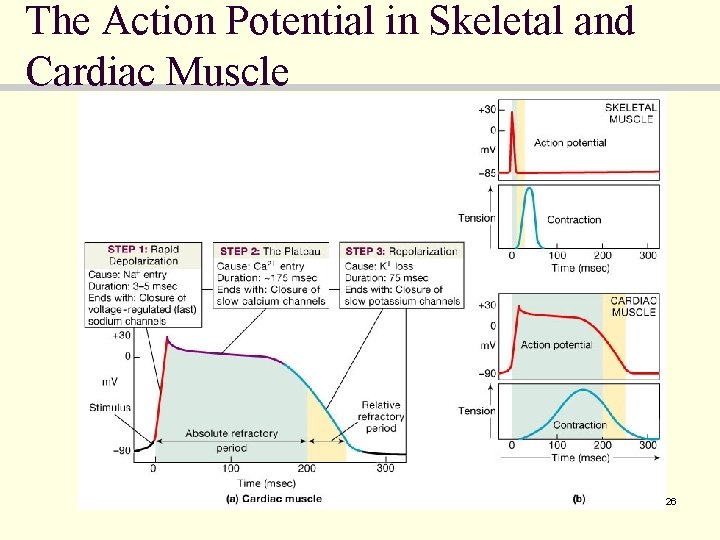 The Action Potential in Skeletal and Cardiac Muscle 26 