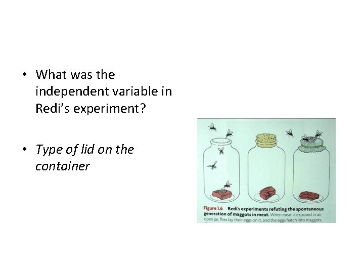  • What was the independent variable in Redi’s experiment? • Type of lid