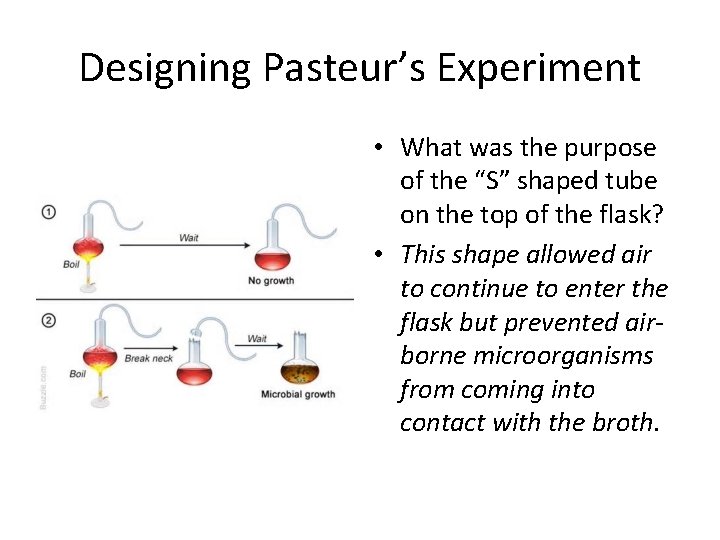Designing Pasteur’s Experiment • What was the purpose of the “S” shaped tube on