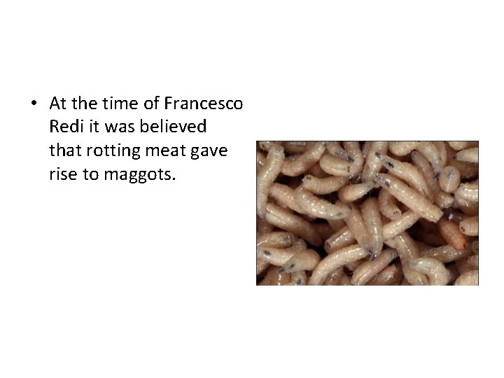  • At the time of Francesco Redi it was believed that rotting meat