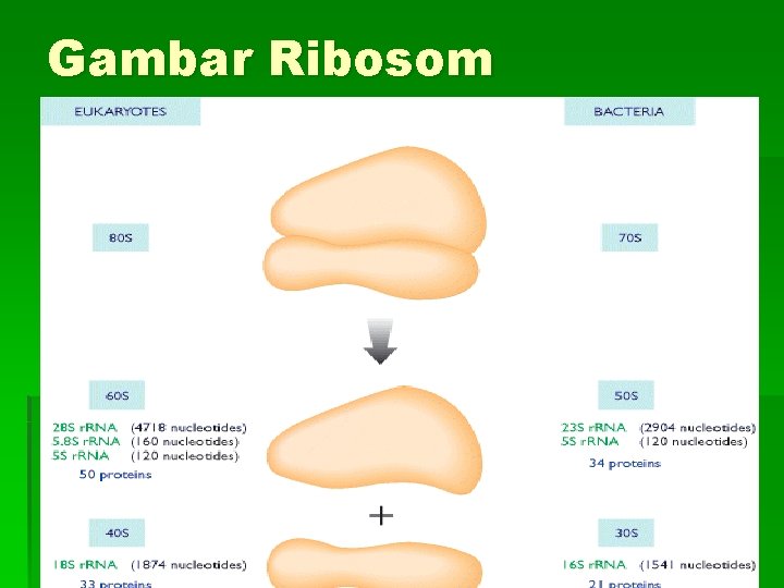 Gambar Ribosom 