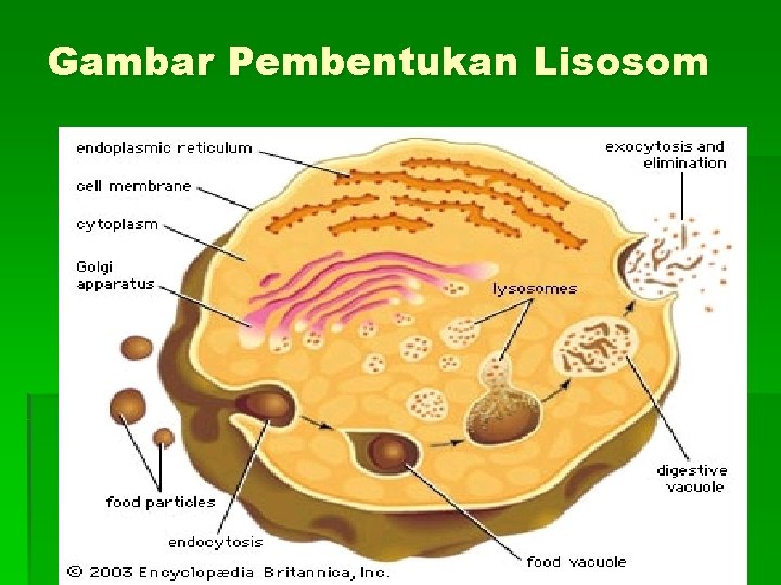 Gambar Pembentukan Lisosom 
