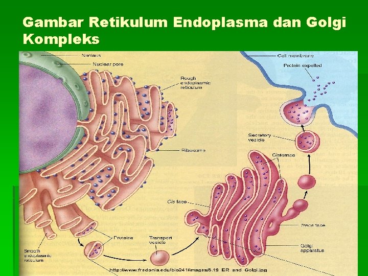 Gambar Retikulum Endoplasma dan Golgi Kompleks 