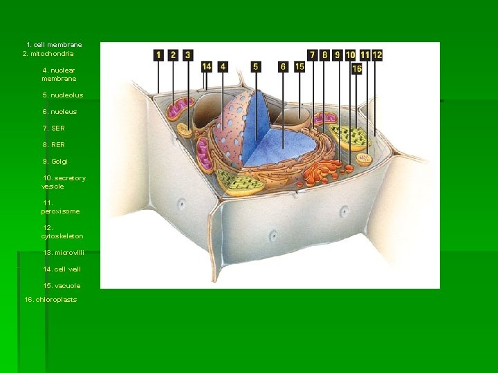 1. cell membrane 2. mitochondria 4. nuclear membrane 5. nucleolus 6. nucleus 7. SER