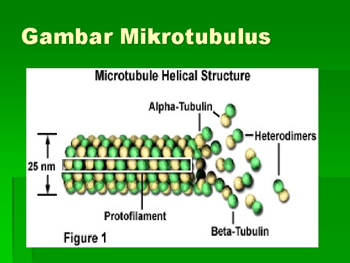 Gambar Mikrotubulus 