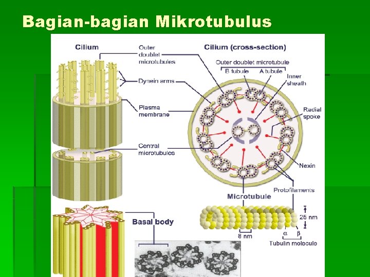 Bagian-bagian Mikrotubulus 