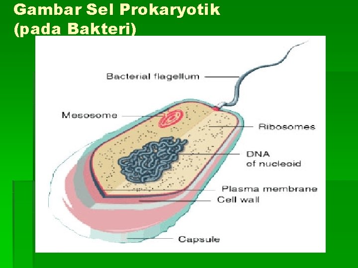 Gambar Sel Prokaryotik (pada Bakteri) 