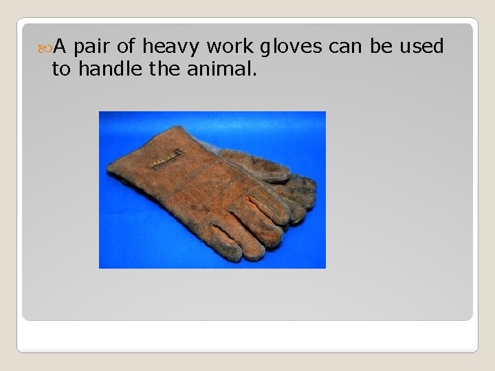  A pair of heavy work gloves can be used to handle the animal.