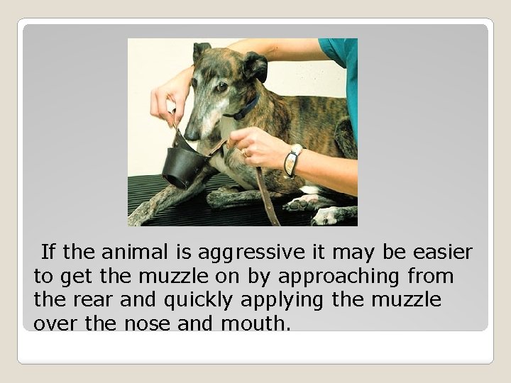 If the animal is aggressive it may be easier to get the muzzle on