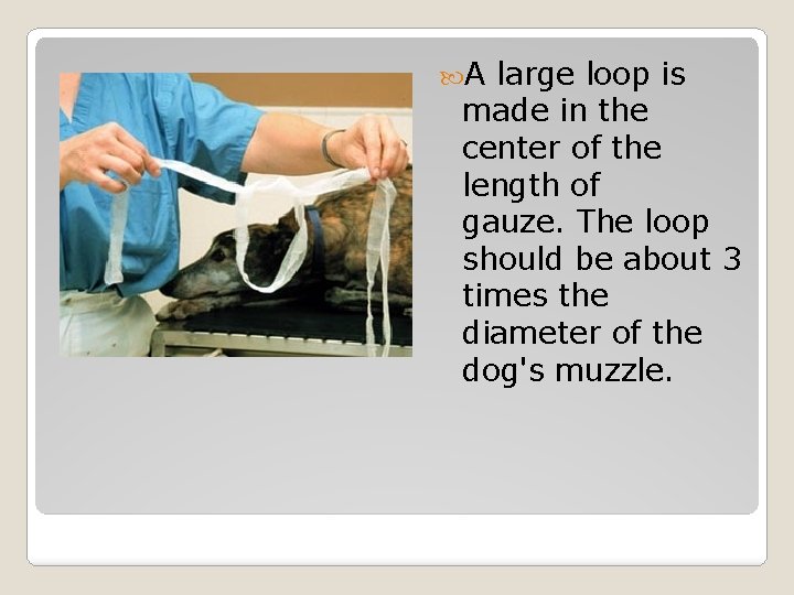  A large loop is made in the center of the length of gauze.