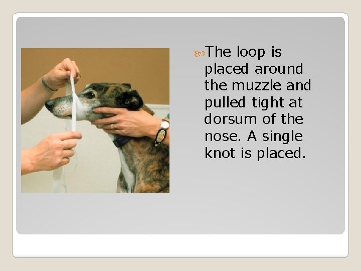  The loop is placed around the muzzle and pulled tight at dorsum of