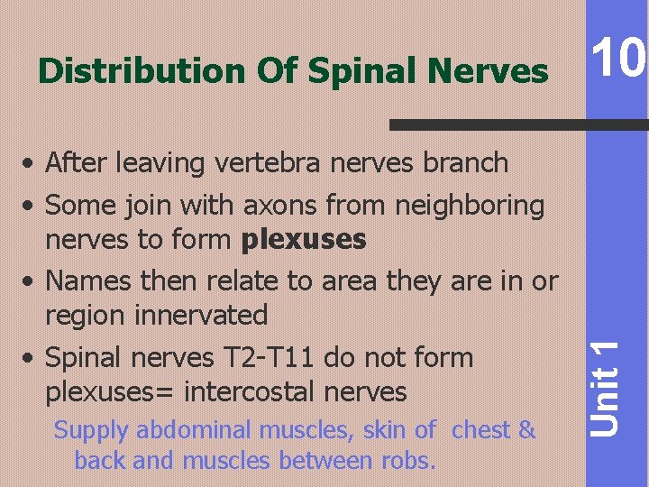  • After leaving vertebra nerves branch • Some join with axons from neighboring