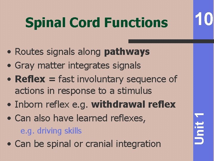  • Routes signals along pathways • Gray matter integrates signals • Reflex =