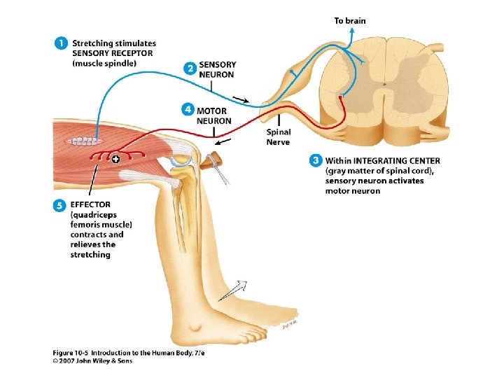 Figure 10. 5 