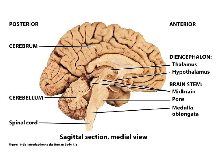 Figure 10. 6 b 