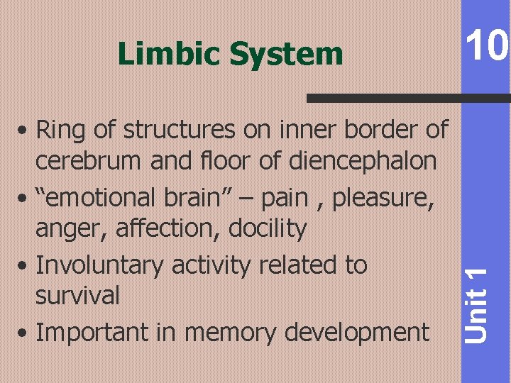  • Ring of structures on inner border of cerebrum and floor of diencephalon