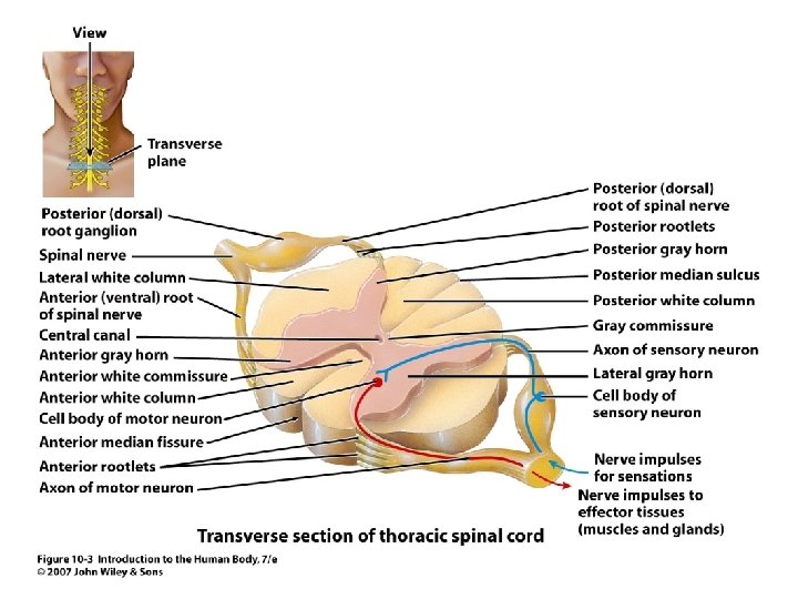 Figure 10. 3 