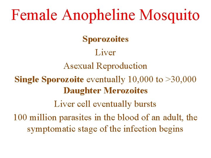 Female Anopheline Mosquito Sporozoites Liver Asexual Reproduction Single Sporozoite eventually 10, 000 to >30,