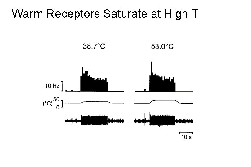 Warm Receptors Saturate at High T 