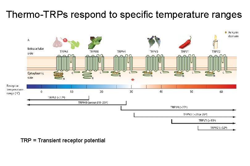 Thermo-TRPs respond to specific temperature ranges TRP = Transient receptor potential 