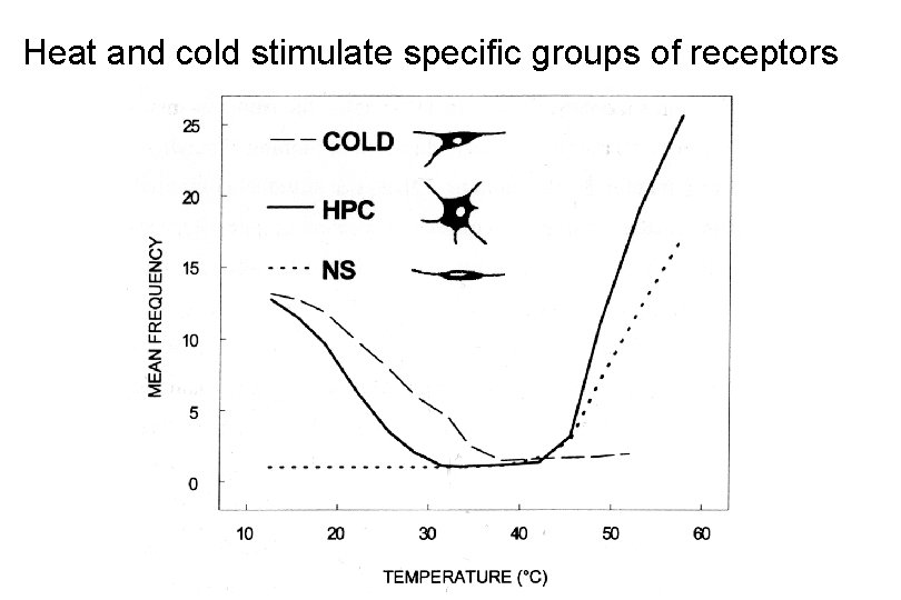 Heat and cold stimulate specific groups of receptors 