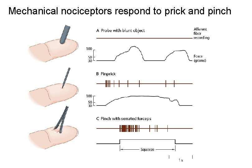 Mechanical nociceptors respond to prick and pinch 