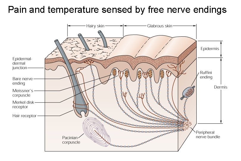 Pain and temperature sensed by free nerve endings 