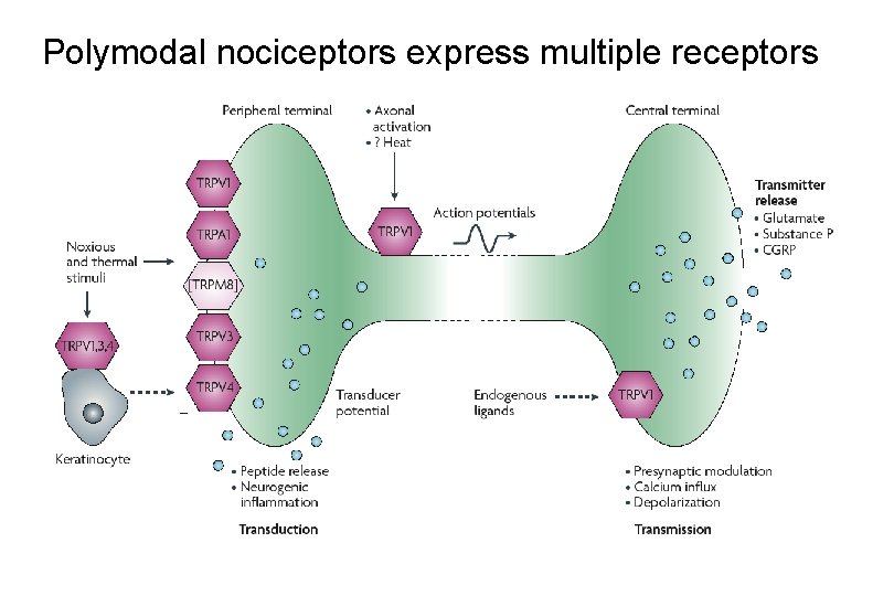 Polymodal nociceptors express multiple receptors 