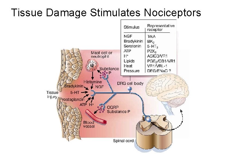 Tissue Damage Stimulates Nociceptors 