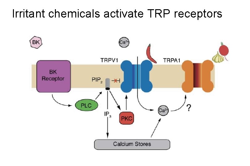 Irritant chemicals activate TRP receptors 