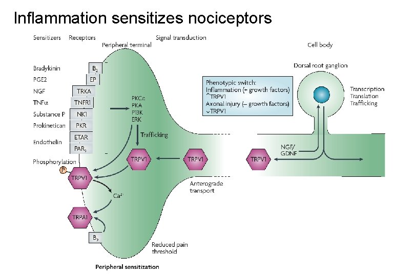 Inflammation sensitizes nociceptors 