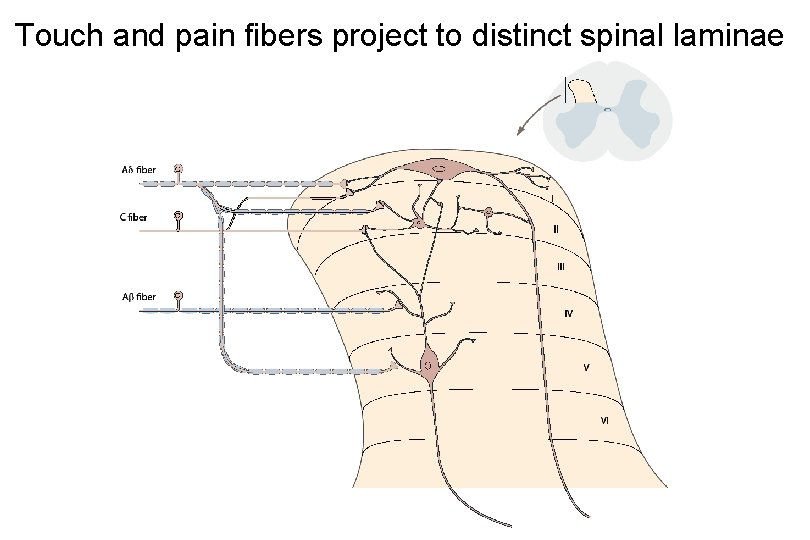 Touch and pain fibers project to distinct spinal laminae 