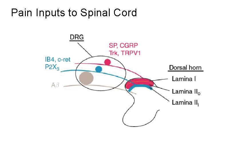 Pain Inputs to Spinal Cord 