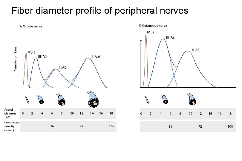 Fiber diameter profile of peripheral nerves 