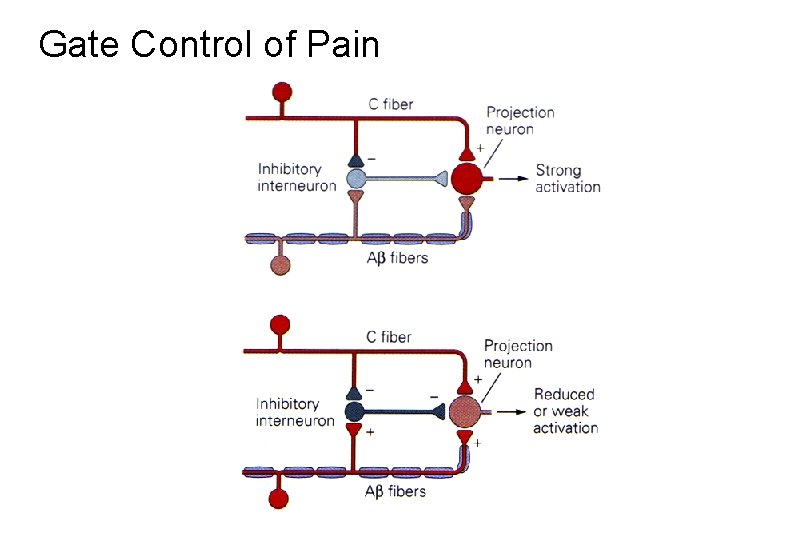 Gate Control of Pain 