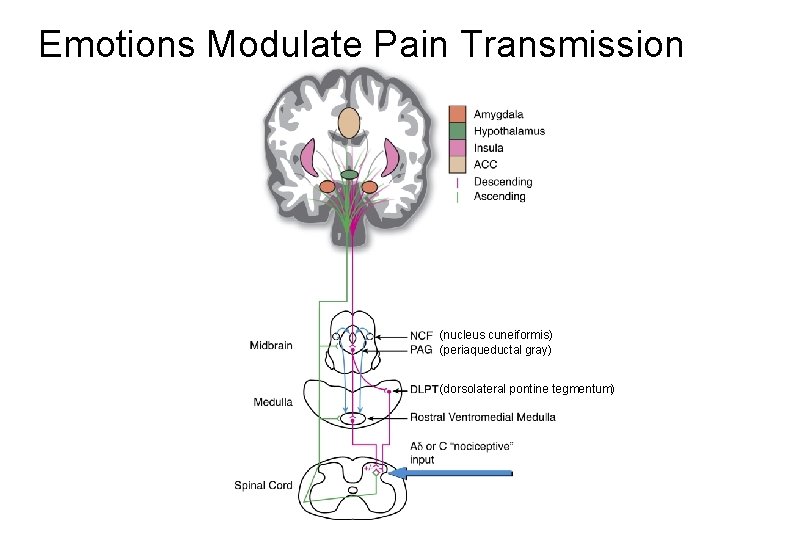 Emotions Modulate Pain Transmission (nucleus cuneiformis) (periaqueductal gray) (dorsolateral pontine tegmentum) 