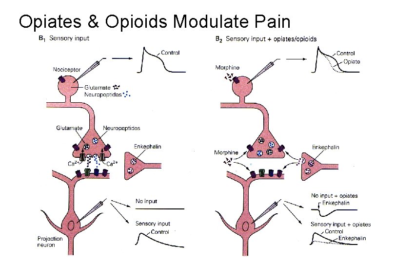 Opiates & Opioids Modulate Pain 