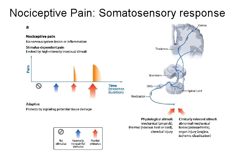 Nociceptive Pain: Somatosensory response 