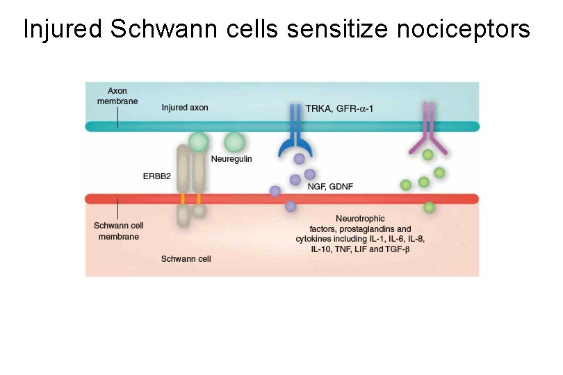 Injured Schwann cells sensitize nociceptors 