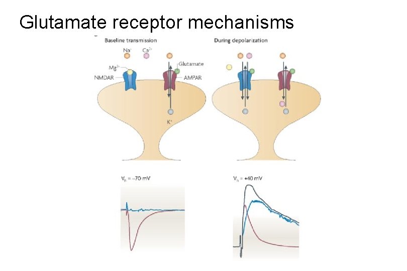 Glutamate receptor mechanisms 