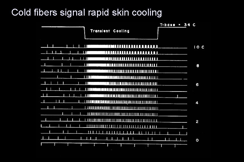 Cold fibers signal rapid skin cooling 